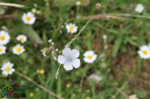 linum bienne (2)